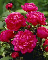 Без бренда «2KMB-4036» в Чебоксарах