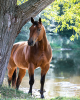 Без бренда «Лошадь у дерева» в Чебоксарах