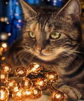 Без бренда «2KXSB-0678» в Чебоксарах