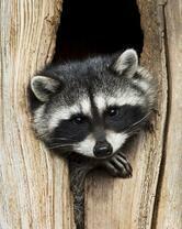 Без бренда «Енот в дупле» в Чебоксарах