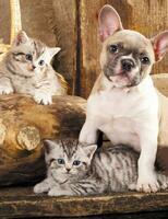 Без бренда «Милый щенок французского бульдога и два котёнка» в Чебоксарах