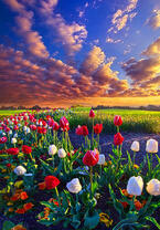 Без бренда «Поле тюльпанов под облачным небом» в Чебоксарах